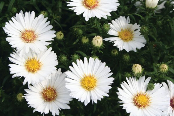 ASTRA PODZIMNÍ - ASTER MAGIC WHITE