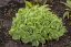 SEDUM SPECTABILE HOT STUFF