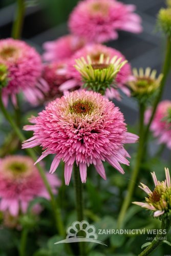 TŘAPATKA - ECHINACEA " BUTTERFLY KISSES"