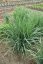 PROSO PRUTNATÉ –  PANICUM VIRGATUM BLUE FOUNTAIN