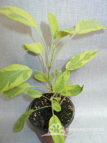 ŠALVĚJ ZLATÁ - SALVIA OFFICINALIS ICTERINA