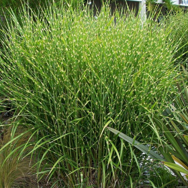 MISCANTHUS SINENSIS STRICTUS