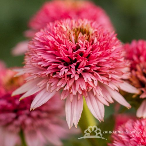 TŘAPATKA - ECHINACEA " BUTTERFLY KISSES"