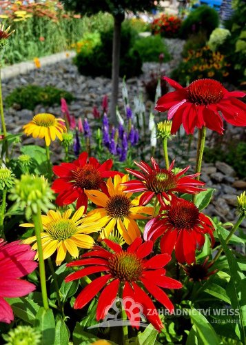 ECHINACEA HYBRIDA CHEYENNE SPIRIT