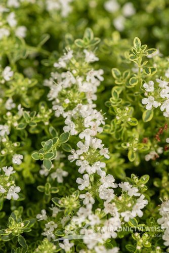 MATEŘÍDOUŠKA - THYMUS HIGHLAND CREAM