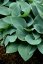 HOSTA  "HALCYON"