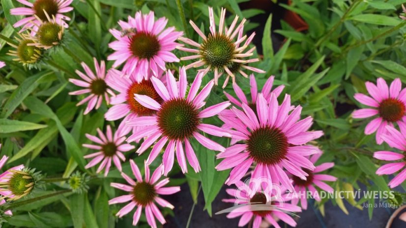 ECHINACEA FOUNTAIN LIGHT PURPLE