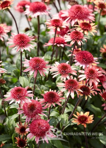 ECHINACEA PURPUREA RASPBERRY TRUFFLE