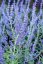 PEROVSKIA ATRIPLICIFOLIA -  PEROVSKIE ZASHA