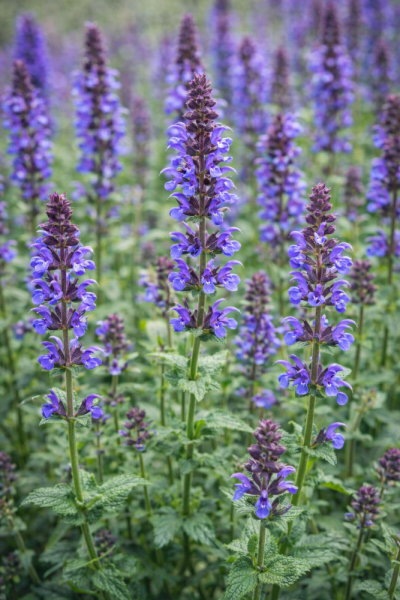 ŠALVĚJ HAJNÍ - SALVIA SUPERBA MERLEAU BLUE