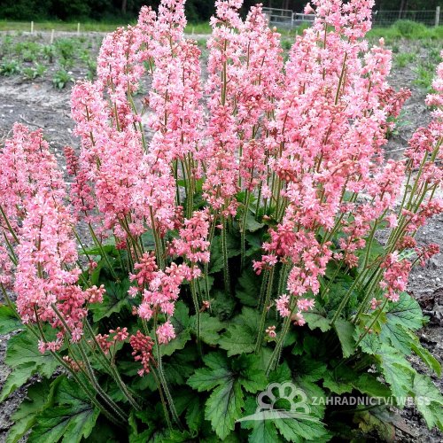 HEUCHERELLA HYB. PINK REVOLUTION