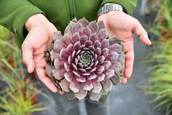 NETŘESK – SEMPERVIVUM BIG SAM PURPLE QUARTZ