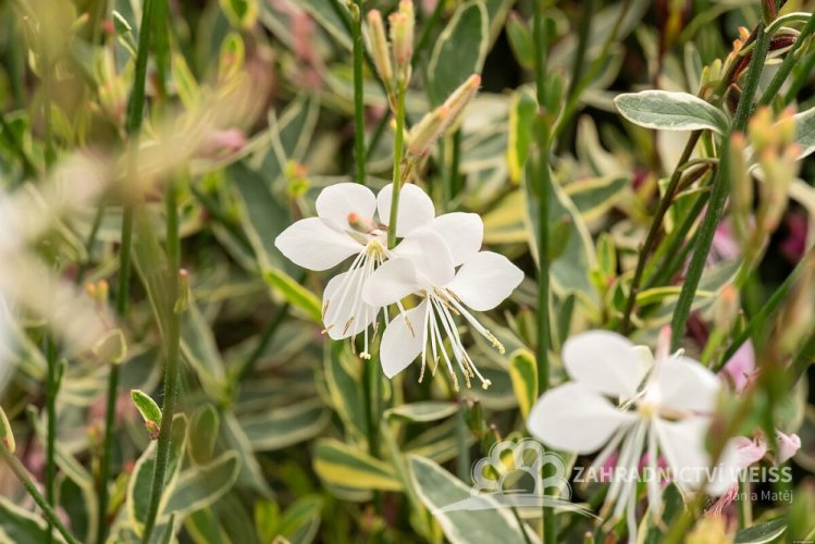 GAURA LIND. CORRIES GOLD
