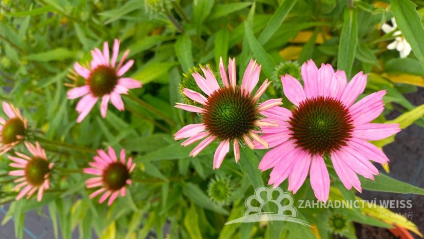 ECHINACEA FOUNTAIN LIGHT PURPLE