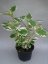 PLECTRANTHUS - MOLICE
