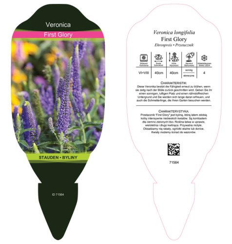 VERONICA LONGIFOLIA FIRST GLORY ®