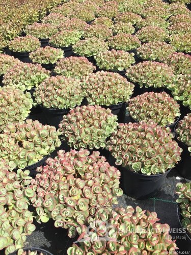 SEDUM SUNSPARKLER " LIME ZINGER"  ®