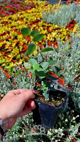 EUKALYPTUS - EUCALYPTUS STUARTIANA