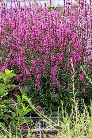 KYPREJ - LYTHRUM LUMINARA HOT PINK