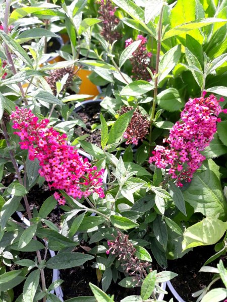 MOTÝLÍ KEŘ - BUDDLEA DAVIDII - PRINCE CHARMING ®