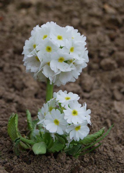 PRVOSENKA ZOUBKATÁ - PRIMULA DENTICULATA "ALBA"