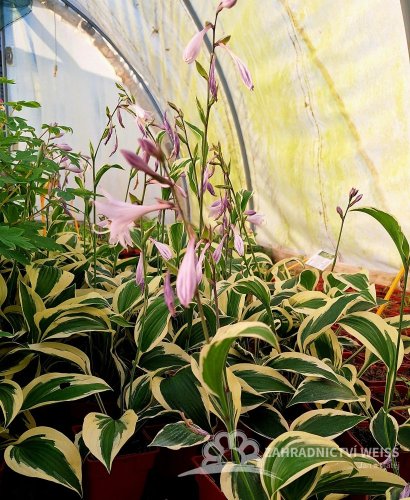 HOSTA HYBR. PATRIOT