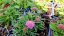 HLAVÁČ JAPONSKÝ - SCABIOSA JAPONICA RITZ ROSE