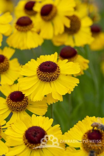 HELENIUM HYBR. WESERGOLD