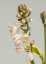 HOSTA - "BRIM CUP"