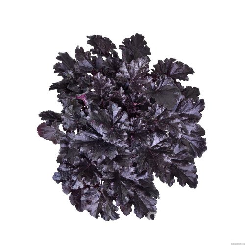 HEUCHERA TIMELESS NIGHT