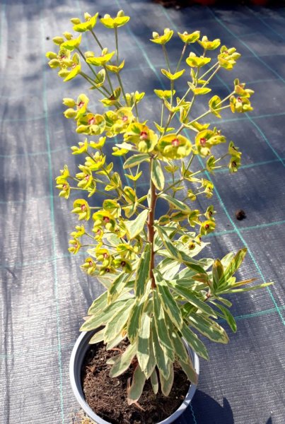 PRYŠEC - EUPHORBIA "ASCOT RAINBOW"