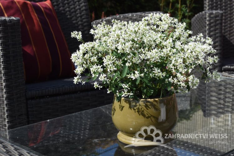 EUPHORBIA STAR DUST SUPER FLASH  - DIAMANTOVÝ ZÁVOJ