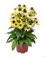 ECHINACEA HYBR. YELLOW PEARL
