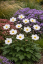 SASANKA - ANEMONE x HYBRIDA ANDREA ATKINSON
