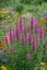 KYPREJ - LYTHRUM ROBIN
