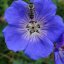 KAKOST - GERANIUM  HYBRIDA ROZZANE