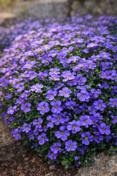 TAŘIČKA - AUBRIETA GRACILIS AUDREY MID BLUE F1