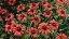 ECHINACEA RED PEARL