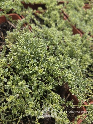 MATEŘÍDOUŠKA - THYMUS HIGHLAND CREAM