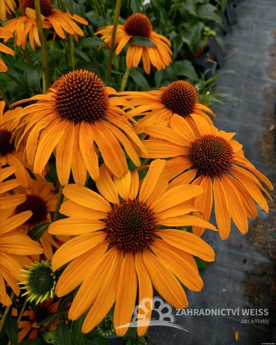 ECHINACEA PURP. HONEY SKIPPER