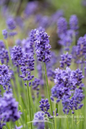 LEVANDULA ANGUSTIFOLIA -  THUMBELINA LEIGHT