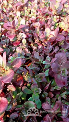 SEDUM SUNSPARKLER FIRECRACKER