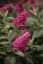 MOTÝLÍ KEŘ - BUDDLEJA BUTTERFLY CANDY LITTLE RUBY