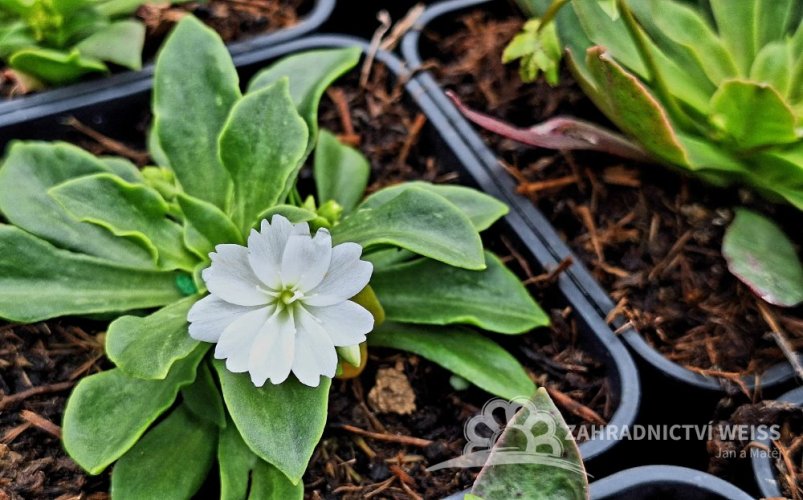 LEWISIA ELISE BRIGHT MIX