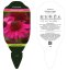 ECHINACEA PURPUREA DELICIOUS CANDY  ®
