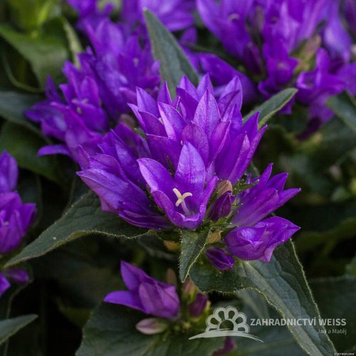 CAMPANULA GLOMERATA GENTI BLUE