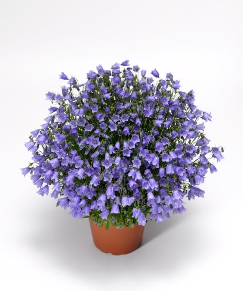ZVONEK LŽIČKOLISTÝ - CAMPANULA SWINGING BELLS BLUE