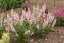KYPREJ - LYTHRUM BLUSH