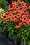ECHINACEA SUNMAGIC VINTAGE ORANGE
