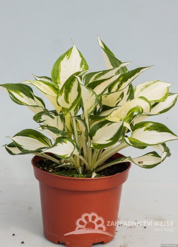HOSTA - "FIRE & ICE"